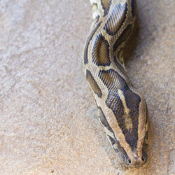 High angle view of lizard on land