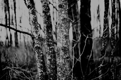 Trees in forest