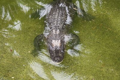 Close-up of a crocodile in water