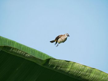 Low angle view of bird flying against clear sky