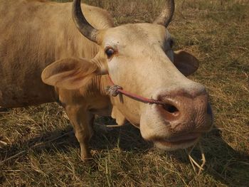 Close-up of cow on field