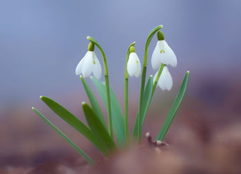 Close-up of white flowering plant