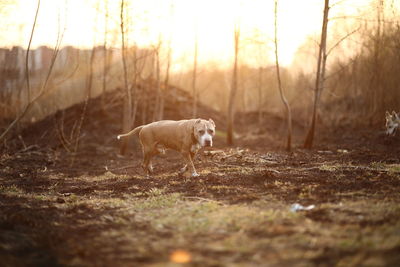 Dog running in a field