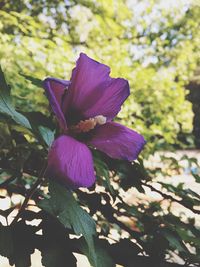 Close-up of purple flowers