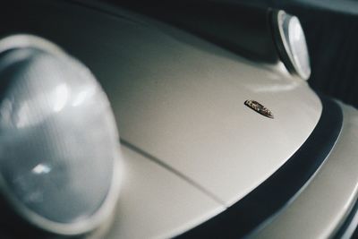 Close-up of snake