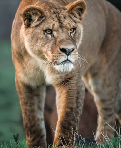 Close-up of lioness