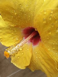 Close-up of wet yellow flower