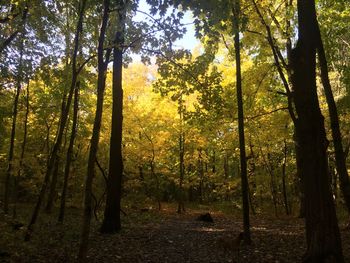 Trees in forest