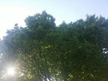 Low angle view of trees against sky