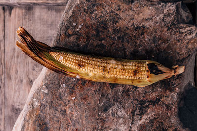 Close-up of fish on wood