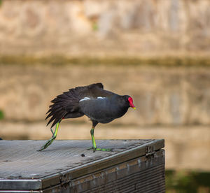 Bird perching on wood