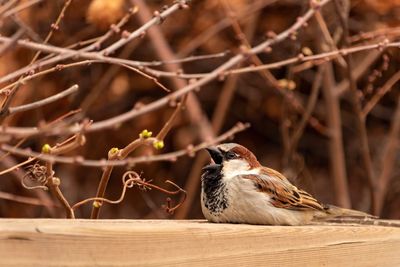 Close-up of bird perching on tree