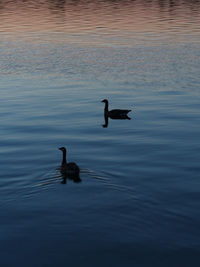 Duck swimming in lake