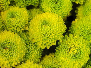 Macro shot of yellow flowers