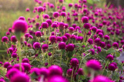 Close-up of pink flowering plants on field