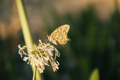 Close-up of butterfly pollinating on flower