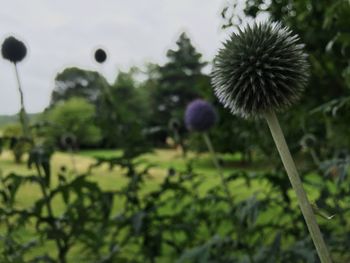 Close-up of dandelion