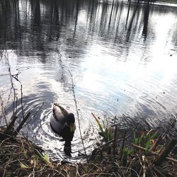 Close-up of bird in lake