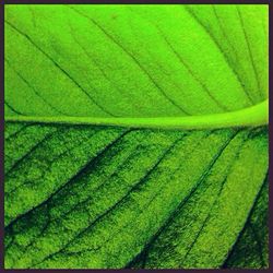 Full frame shot of green leaves