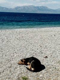 Dog lying on shore