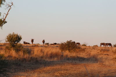 View of horses on field against clear sky