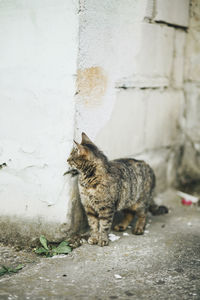 Cat standing on footpath