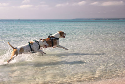 Dog at beach against sky