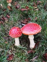 High angle view of mushroom growing in field