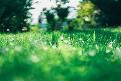 Close-up of flowering plants on field