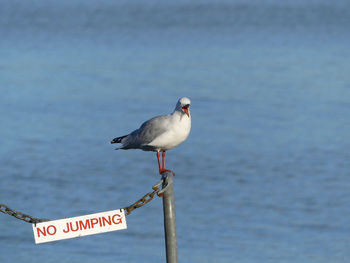 Close-up of bird perching on sign by sea