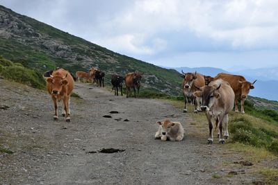 Cows standing in a field