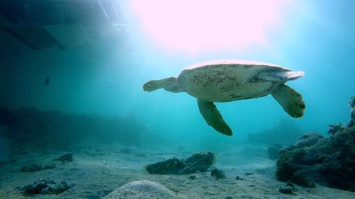 Fish swimming in sea