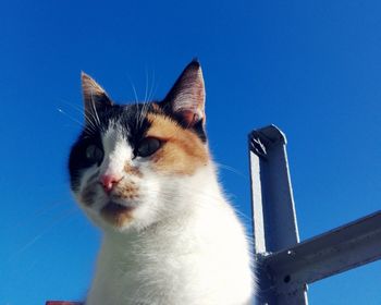 Close-up of a cat against blue sky