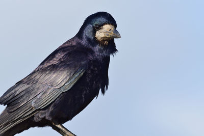 Low angle view of bird perching on branch against sky