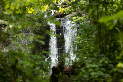 Scenic view of waterfall in forest