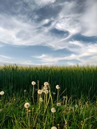 Dandelions in a field with cloudy sky behind