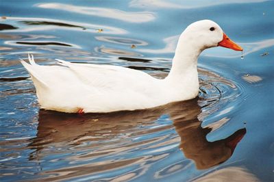 Swan swimming in lake