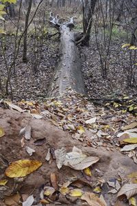 Fallen leaves in forest