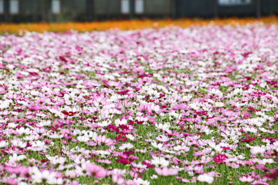 Close-up of flowers