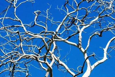 Low angle view of bare tree against blue sky