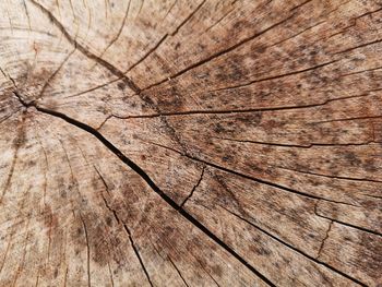 Full frame shot of tree stump
