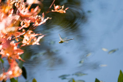 Birds flying over lake