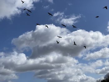 Low angle view of birds flying in sky