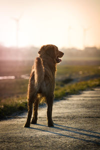 Dog on rock at sunset