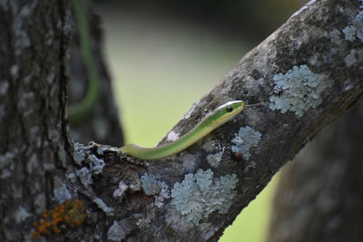 Close-up of a green snake on tree trunk