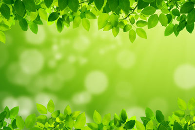 Close-up of fresh green leaves on field