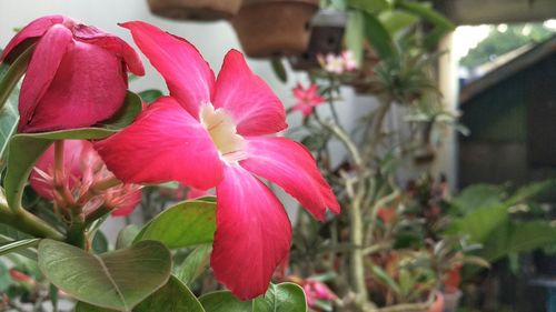 Close-up of pink flowers blooming outdoors