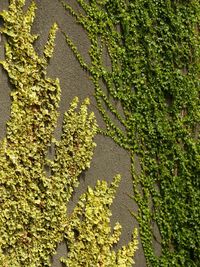 Full frame shot of ivy growing on wall