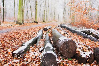 Trees in forest