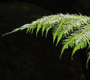 Close-up of fern leaves against black background